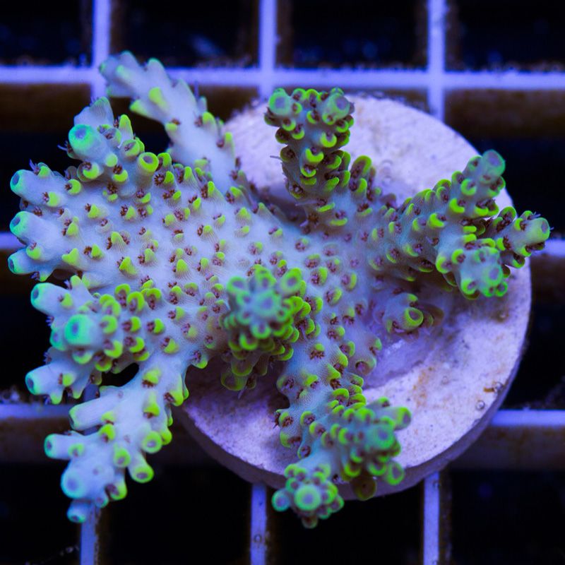 newcorals4011b.jpg~original