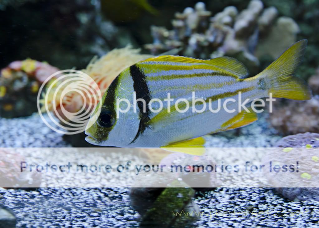 porkfish.jpg