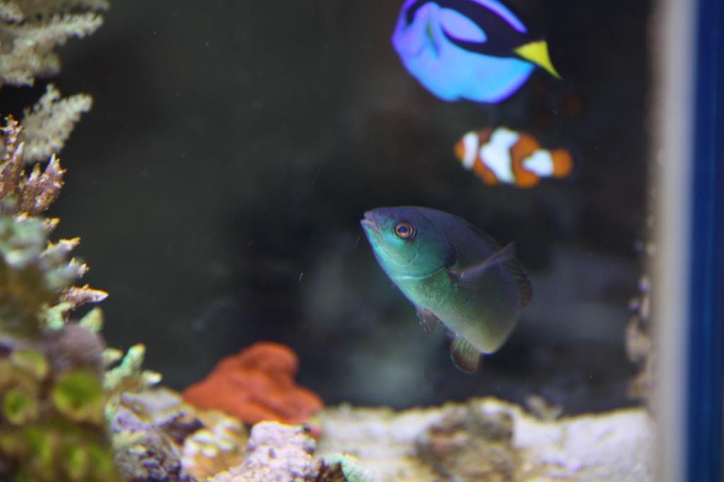 Wrasse6.jpg