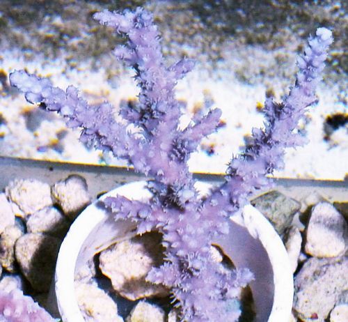 tn_HP%20F1320%20159%20Violet%20Acropora%20horrida_zpse5bjaiim.jpg