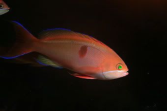 Pseudanthias-cooperi-male.jpg