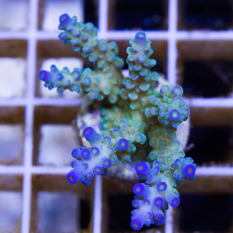 newcorals4019b.jpg~original