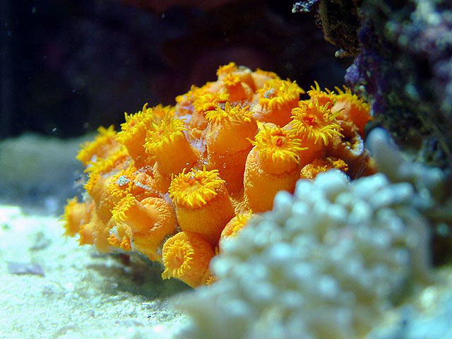 sun_coral_914pm.jpg