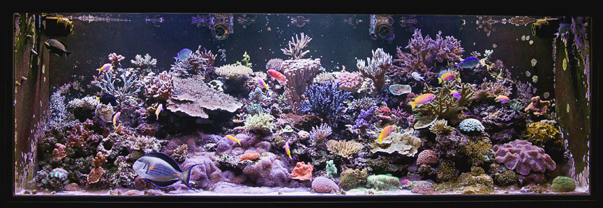 Dec.-Reeftank-2.jpg