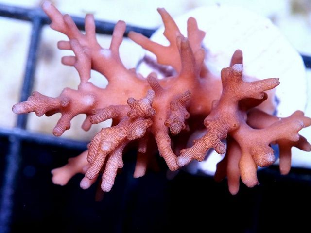 tn_X%20D0445%2014%20Red%20Dragon%20Acropora_zpshdfydrjn.jpg