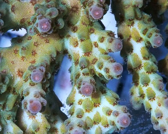 tn_AF%20MA2019%2069%20Garden%20Trellis%20Acropora_zpshcjgkaba.jpg