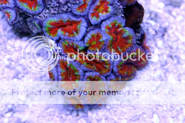 rainbow_acan_macro2-1.jpg