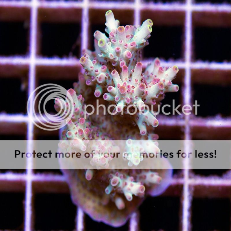 newcorals811b.jpg~original