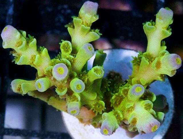 tn_AU%20JL2406%2079%20Yellow%20Green%20Acropora_zpsf4dafyxk.jpg