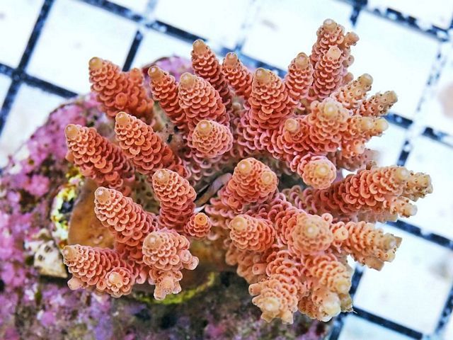 tn_HP%20M1133%2099%20Cultured%20Red%20Table%20Acropora%20hycinthus%201_zpsp2ngg0if.jpg