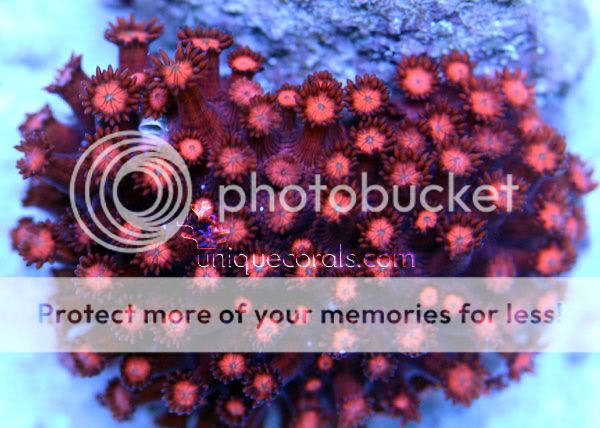 small_red_goniopora_macro-1.jpg