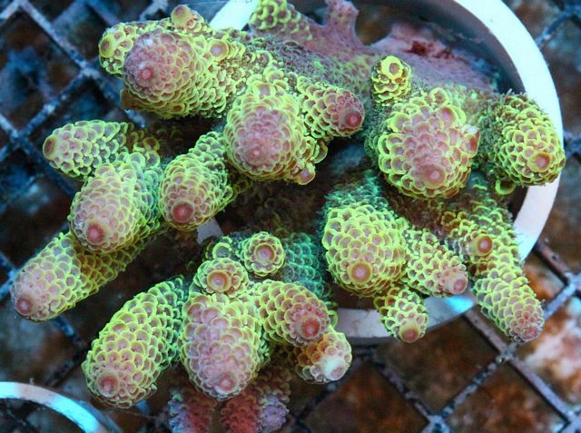 tn_AUJ2421129PastelRainbowAcropora_zpsc4b2a140.jpg