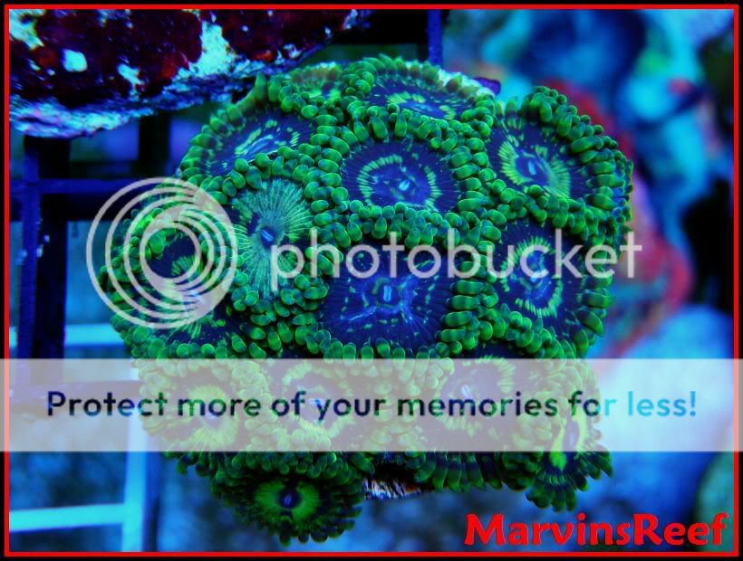 04-08-2010Zoas2A.jpg