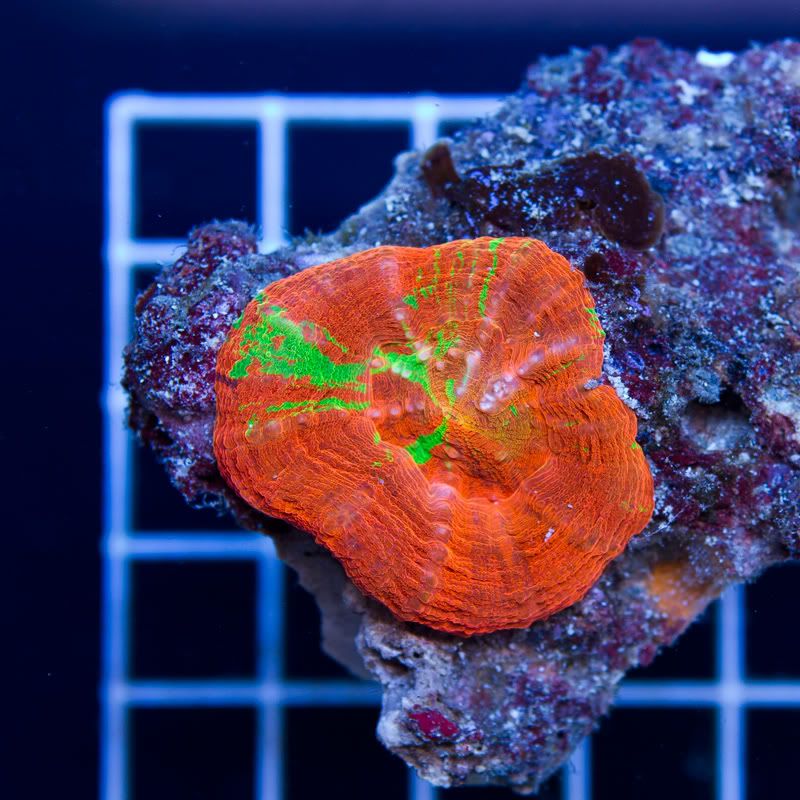 a-new-coral_1.jpg