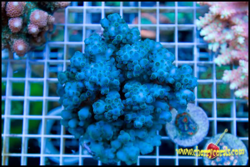 NewCorals_13-5.jpg