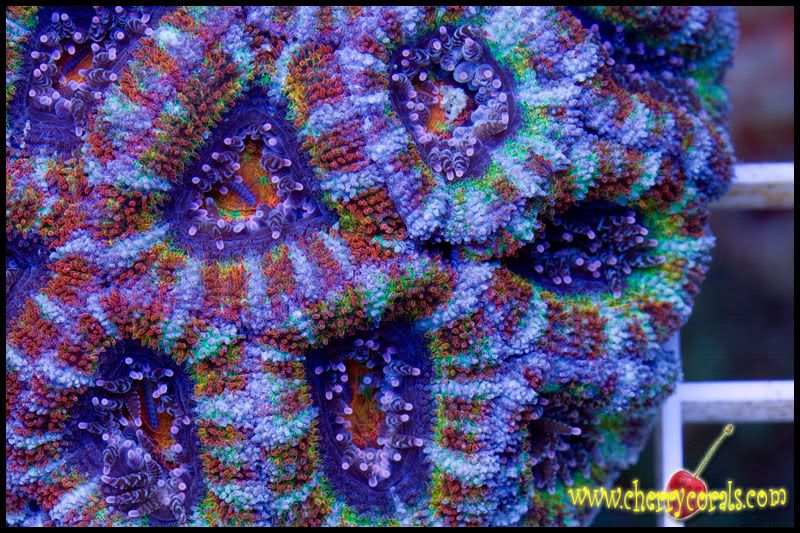 NewCorals120copy.jpg