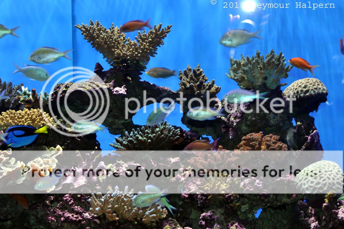 birchAquariumatScripps-Inside-tank7.jpg