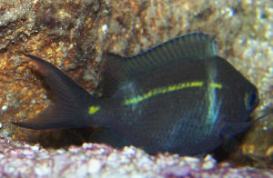 Seriously_Mysterious_Damselfish[1].jpg