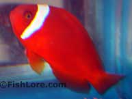 Tomato_Clownfish_3.jpg