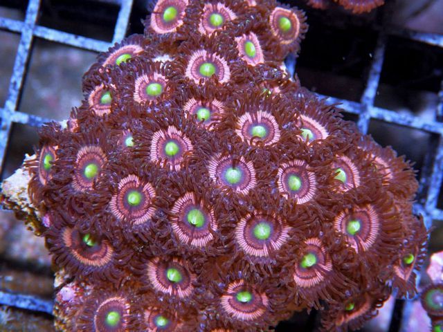 tn_FJ095449PinkDaisyZoanthids_zps3c1afe74.jpg