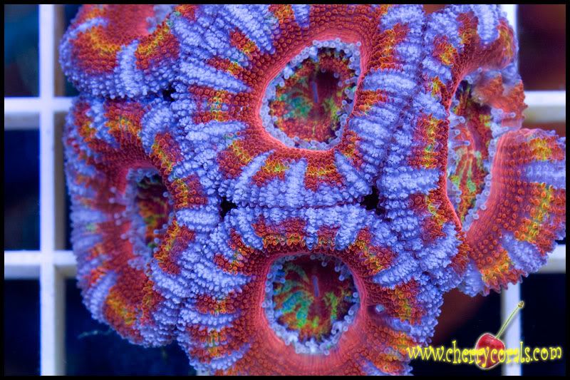 NewCorals125copy.jpg