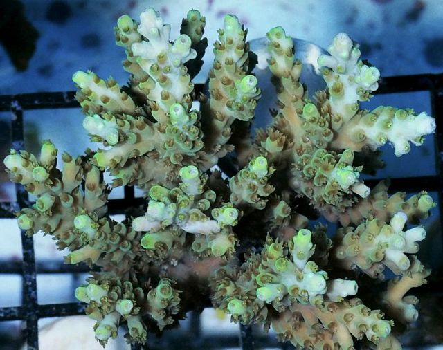 tn_AF%20JL0833%2079%20Glow%20Stick%20Acropora_zpsojvloaxa.jpg