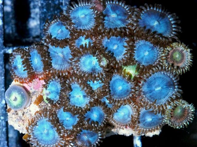 tn_F%20JN0534%2039%20Skyberry%20Zoas_zpspzxjmt79.jpg