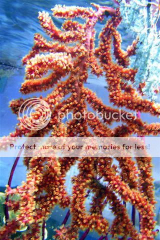 Redpolypgorgonian02.jpg