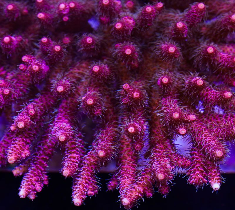 newcorals4045.jpg~original