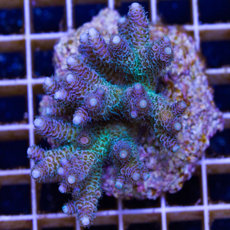 newcorals4003b.jpg~original