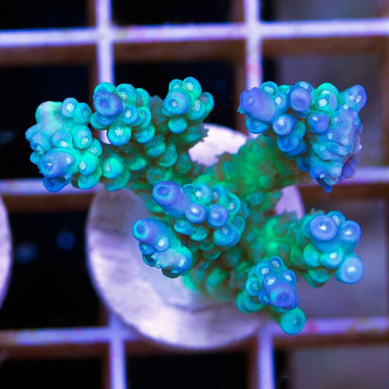 newacropora0126b.jpg~original