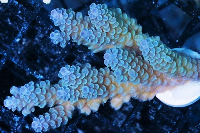 tn_AF%20M0154%2079%20Blue%20Teal%20Aussie%20Acropora_zpsjmzjcyrq.jpg