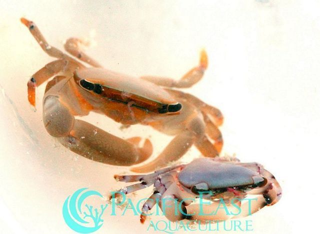 tn_acrocrab1_zpsqxpcq3ej.jpg