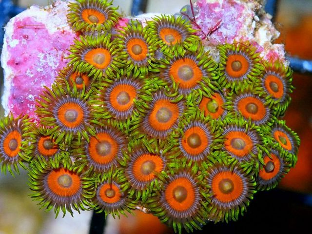 tn_H6S1267F%2025%20Watermelon%20Zoanthids_zpseedpestn.jpg