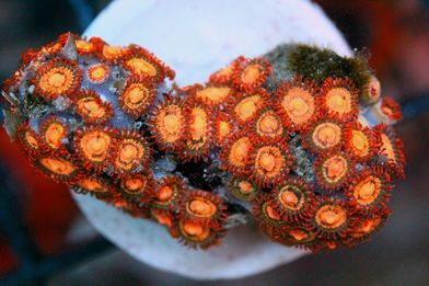 FO200339SunspotZoanthids_300_zps8f6ebdc9.jpg