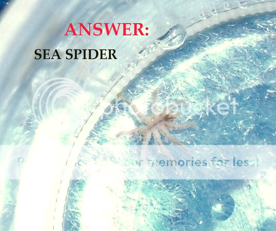 SeaSpider007.jpg