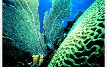 coral_reef1_f.jpg