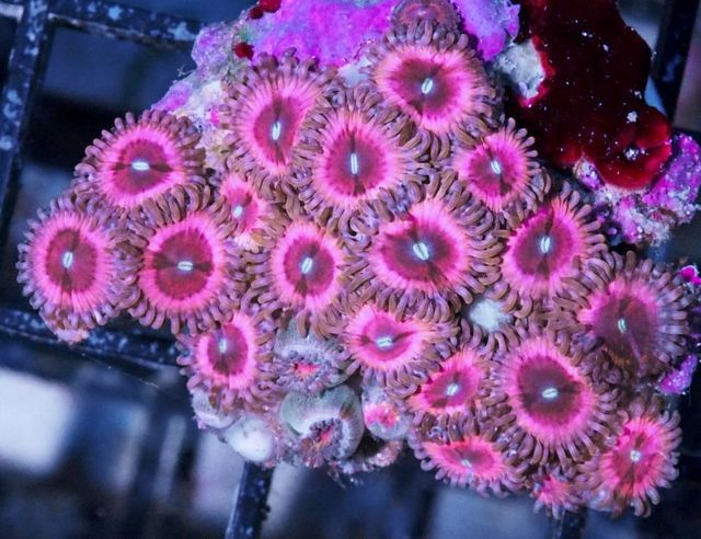 tn_F%20JL0454%2039%20Pink%20Daisy%20Zoanthids_zpsnfbt8lgv.jpg