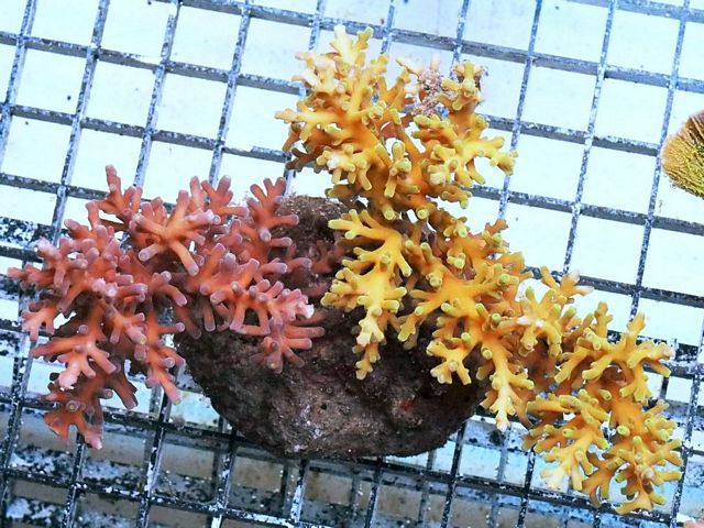 tn_HP%20M1120%20139%20Cultured%20Acropora%20echinata%20Combo_zps3f0ehmo5.jpg