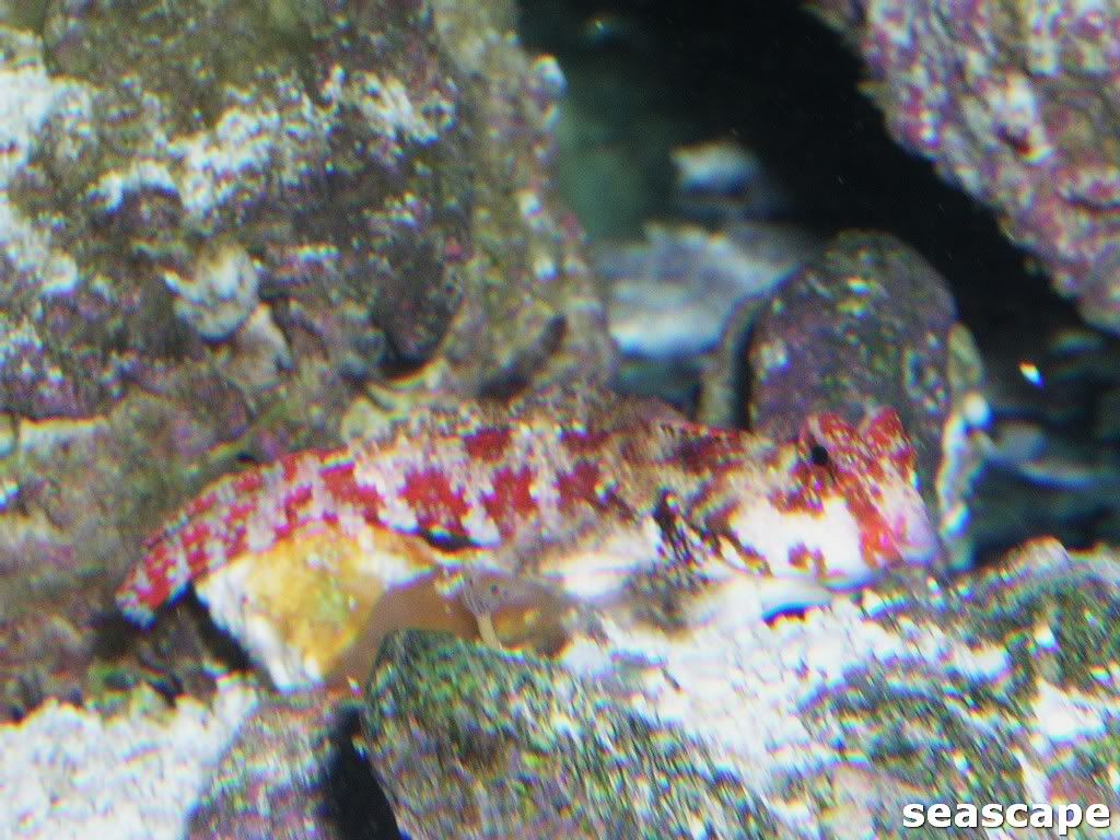 scooterblennyandwrasses002.jpg