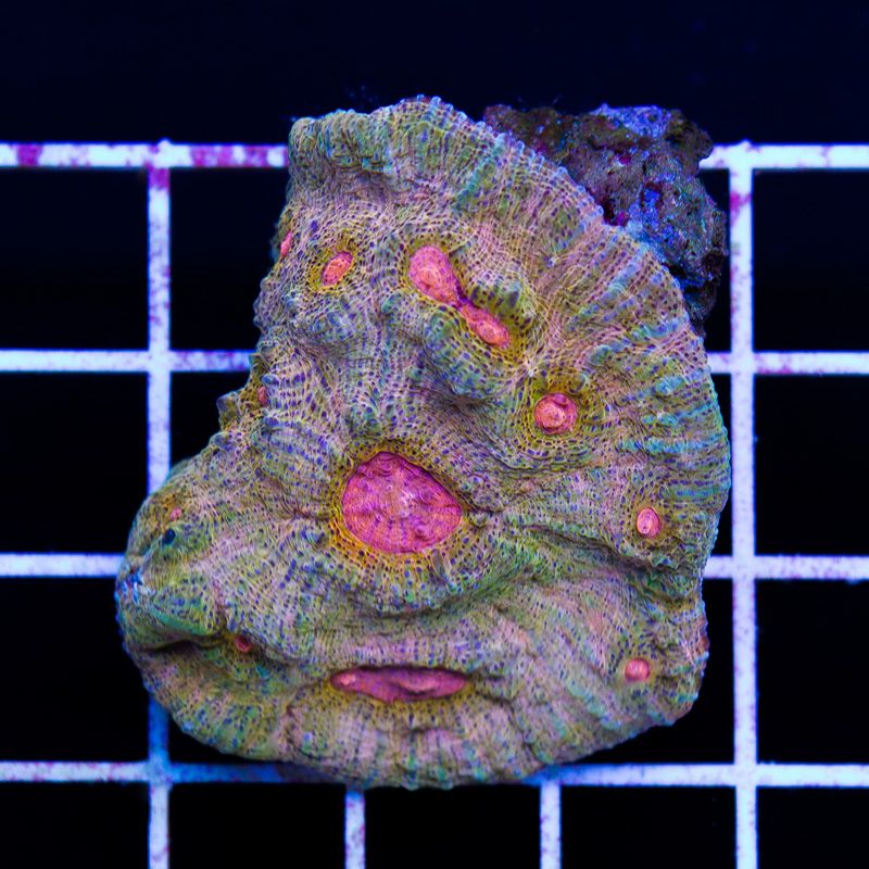 newcorals355b.jpg