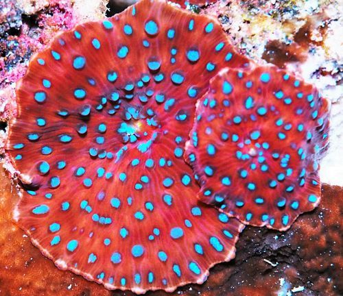 tn_26ZP%20Blue%20Spotted%20Red%20Mushroom%201%20polyp%2039_zpsfrbvsp6g.jpg