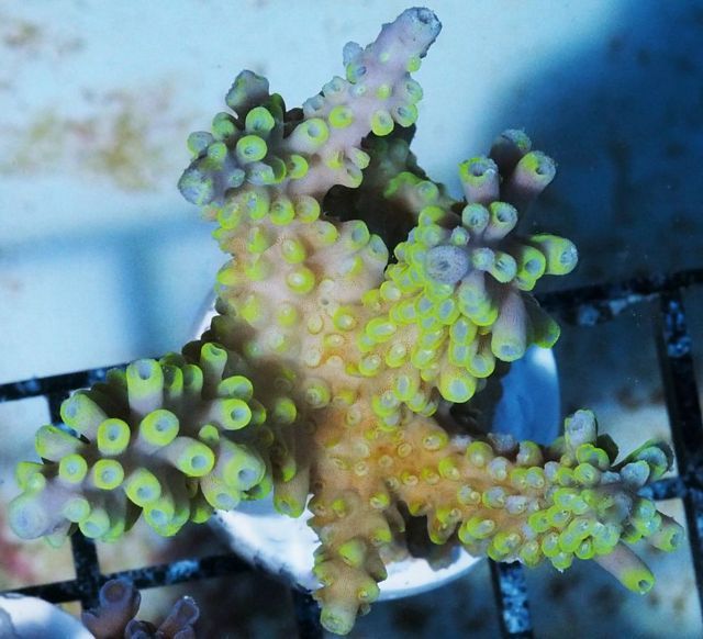 tn_AF%20M0164%2089%20Circus%20Clown%20Aussie%20Acropora_zpswenliyfn.jpg