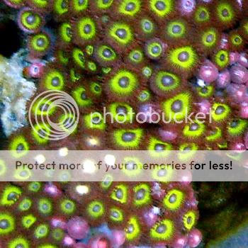 Zoanthids-NeonGreen.jpg