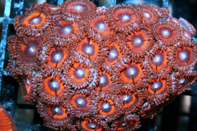 tn_FJ265339SalmonZoanthids_zps6e708b9f.jpg