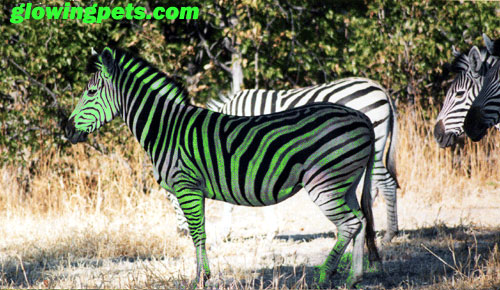 glow_zebra.jpg