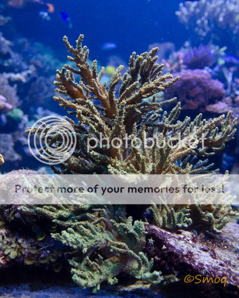 softcoral.jpg