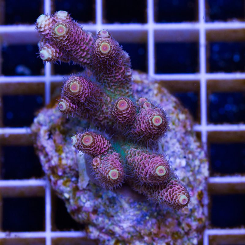 newcorals4004b.jpg~original