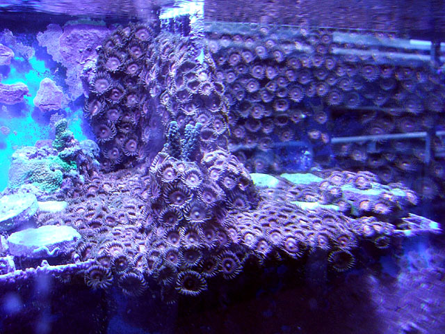 sc_pink_zoas_spreading.jpg