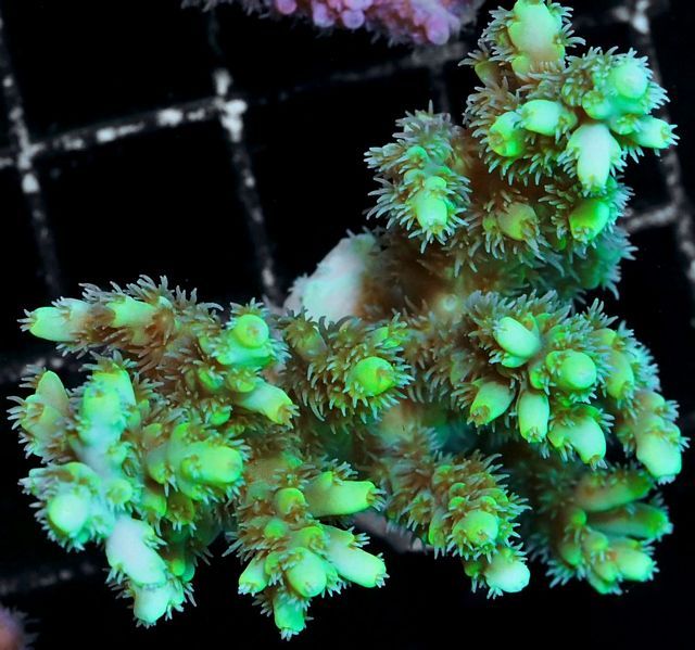 tn_AF%20M2690%2099%20Neon%20Candlelight%20Acropora_zpsimmlkgot.jpg